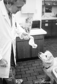 The Health Benefits of Raising Puppies on a Raw Diet