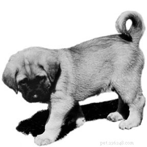 The Health Benefits of Raising Puppies on a Raw Diet