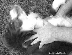 Understanding Alpha Behavior in Puppies: A Guide to Managing Dominance