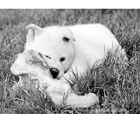 Buying a Naturally Reared Puppy: A Trusted Guide to Healthy Contracts