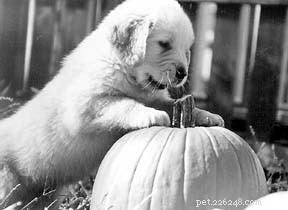 Buying a Naturally Reared Puppy: A Trusted Guide to Healthy Contracts