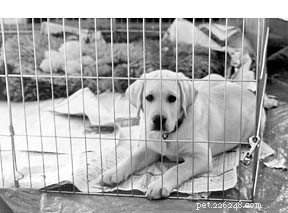 How to Effectively Prepare and Train Young Puppies