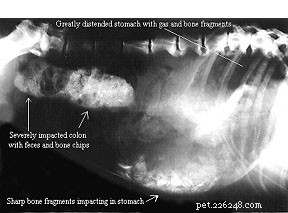 Feeding Bones & Raw Foods to Puppies: Safety, Benefits, and Best Practices