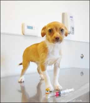 Essential Puppy Vaccination & Socialization Guide: Timing, Health, and Mental Well‑Being