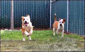 How to Overcome Your Puppy’s Fear Behaviors: Expert Tips for Calm, Confident Dogs