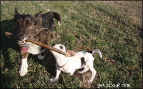 Life‑Saving Transformation: A Puppy’s Journey Through Targeted Behavior Modification