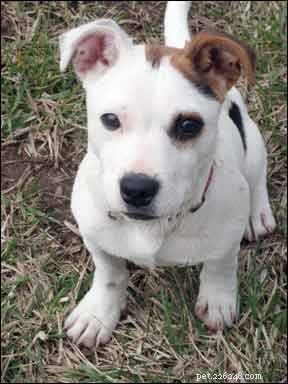 Life‑Saving Transformation: A Puppy’s Journey Through Targeted Behavior Modification