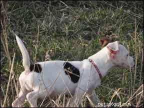 Life‑Saving Transformation: A Puppy’s Journey Through Targeted Behavior Modification