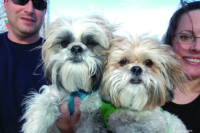 Why Adopting Two Puppies Simultaneously Can Be Challenging: A Comprehensive Guide