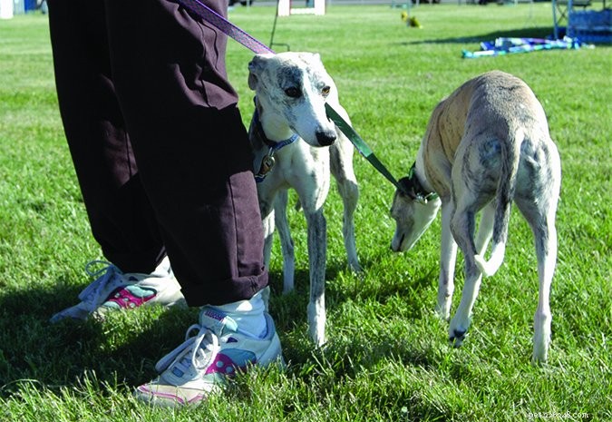 Why Adopting Two Puppies Simultaneously Can Be Challenging: A Comprehensive Guide
