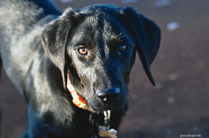 Effective Strategies for Managing Your Dog’s Adolescent Phase