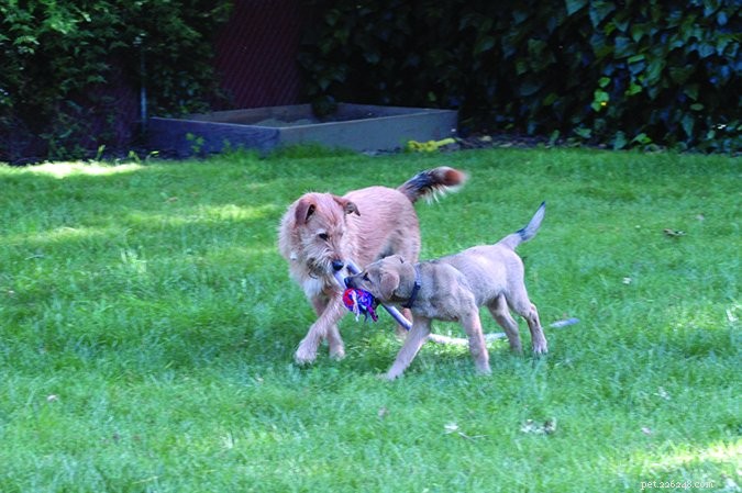 The Essential Guide to Socializing Your Puppy Early & Effectively
