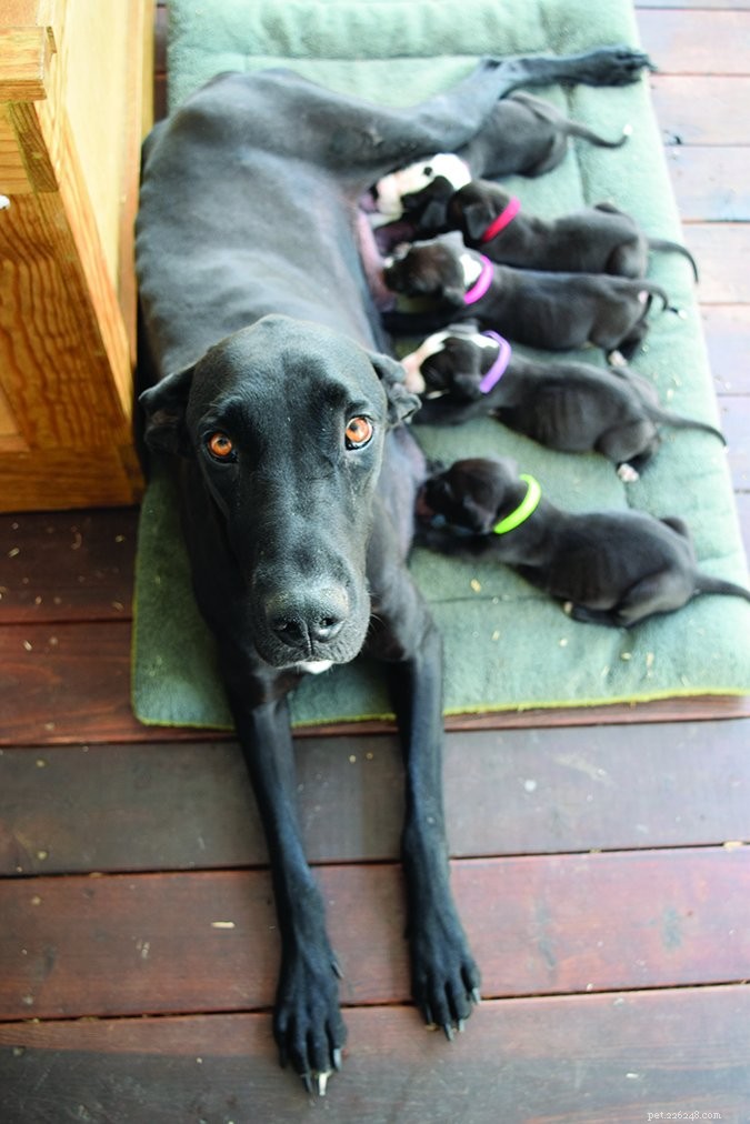 Spotting & Treating Giardiasis & Coccidiosis in New Puppies