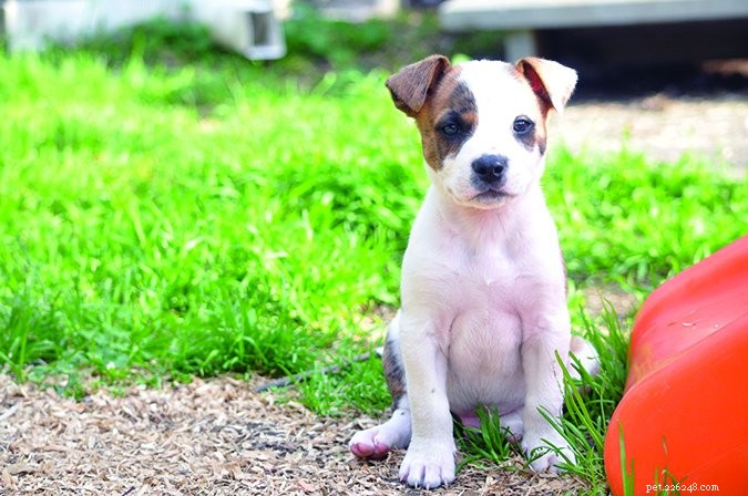Spotting & Treating Giardiasis & Coccidiosis in New Puppies