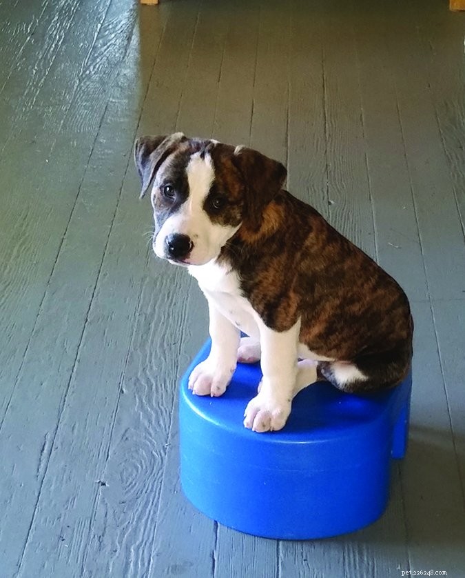 How to Raise a Well-Adjusted Puppy: Proven Tips for Success