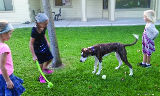 How to Raise a Well-Adjusted Puppy: Proven Tips for Success
