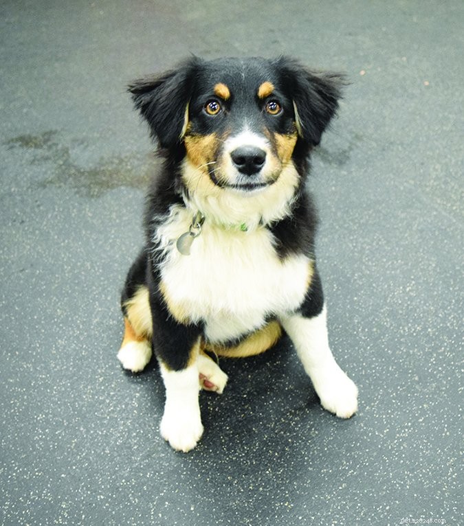 10 Essential Lessons Every Puppy Owner Must Teach Their Dog