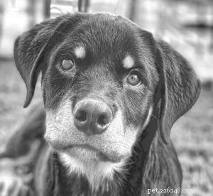 Should You Buy or Adopt a Dog? Key Considerations for Making the Right Choice