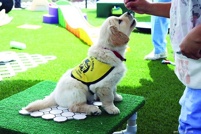 Guide Dogs of America: Expert Puppy Socialization Blueprint