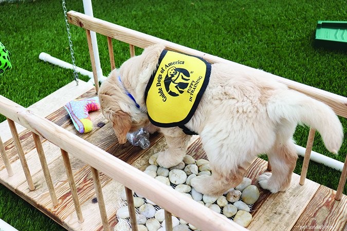 Guide Dogs of America: Expert Puppy Socialization Blueprint