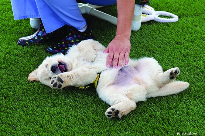 Guide Dogs of America: Expert Puppy Socialization Blueprint