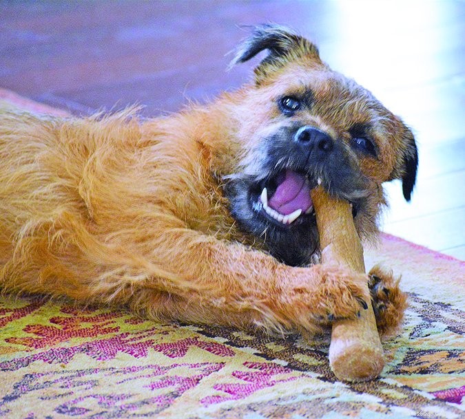 Adolescent Dogs: 6 Essential Facts Every Owner Should Know