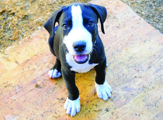 Puppy Nutrition Essentials: Expert Guidelines for Optimal Growth & Health