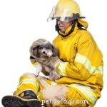Ultimate Puppy Socialization Checklist: Step-by-Step Exposure Guide