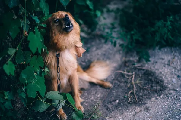 Managing Your Dog s Barking at Neighbors: Practical Solutions