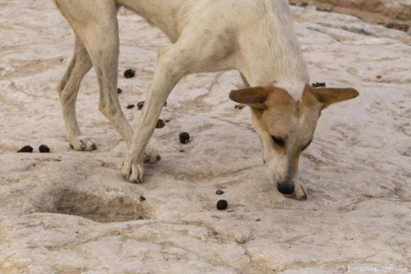 Why Your Dog May Eat Cat Poop and How to Stop It