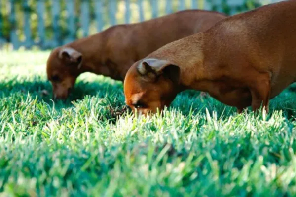 Why Your Dog May Eat Cat Poop and How to Stop It