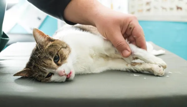 Why Your Cat Fears Vet Visits—and How to Ease Their Anxiety