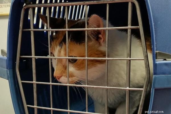 Why Your Cat Fears Vet Visits—and How to Ease Their Anxiety