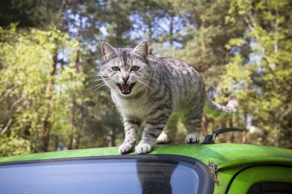 Why Your Cat Fears Vet Visits—and How to Ease Their Anxiety