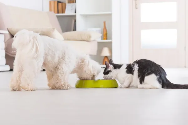 When Your Cat Can t Resist Food: Understanding Their Appetite