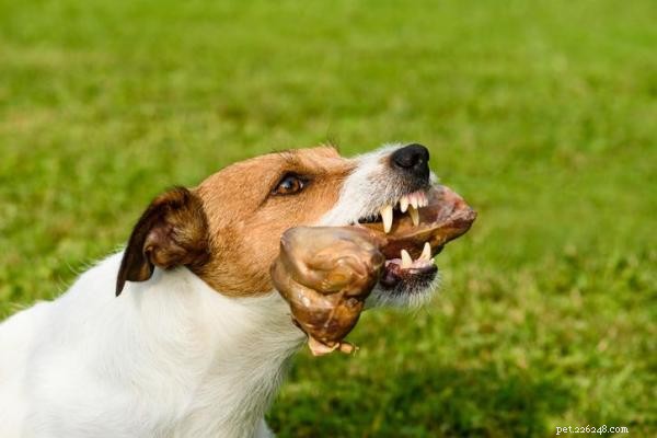Understanding Why Your Dog May Bite When You Take Something Away