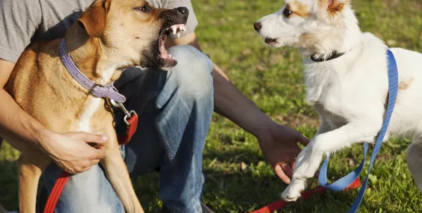 Steps to Take When Your Dog Bites Another Dog