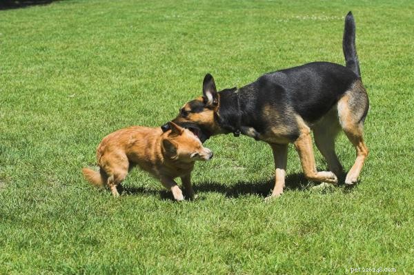 Steps to Take When Your Dog Bites Another Dog
