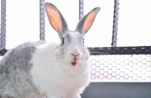 Positive Reinforcement: How to Effectively Discipline Your Rabbit