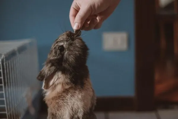 Positive Reinforcement: How to Effectively Discipline Your Rabbit