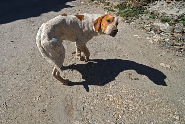 Recognizing When Your Dog Is Afraid: Key Signs & Solutions