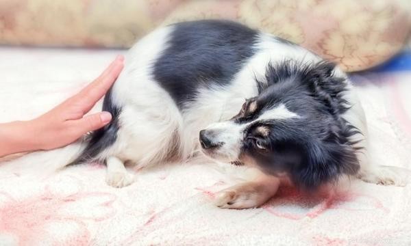 Recognizing When Your Dog Is Afraid: Key Signs & Solutions