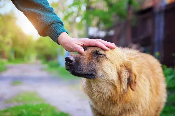 Recognizing When Your Dog Is Afraid: Key Signs & Solutions