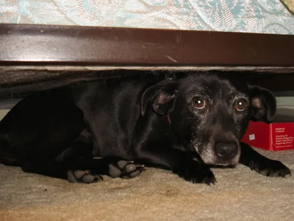 Recognizing When Your Dog Is Afraid: Key Signs & Solutions