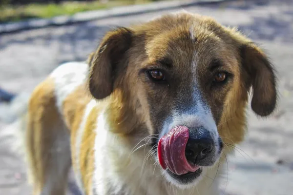 Recognizing When Your Dog Is Afraid: Key Signs & Solutions