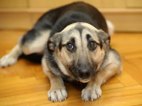 Recognizing When Your Dog Is Afraid: Key Signs & Solutions