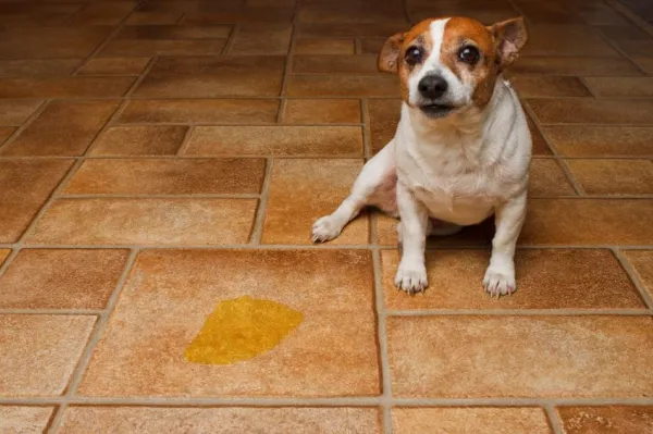 Recognizing When Your Dog Is Afraid: Key Signs & Solutions