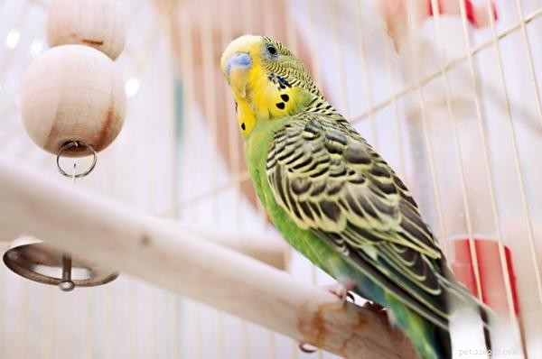 Premium Parakeet Toys: Boost Activity & Well‑Being