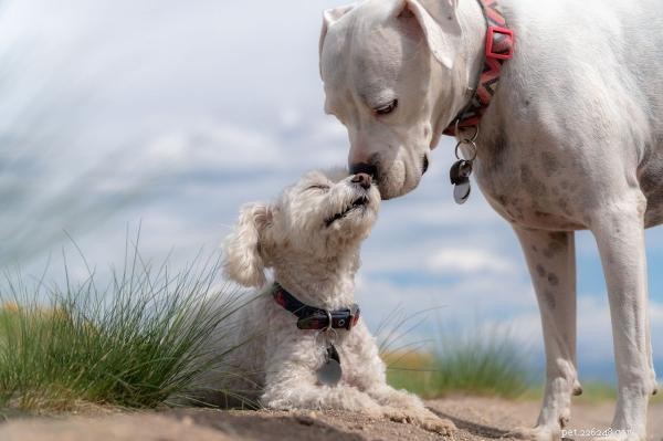 Mastering Puppy Socialization: Expert Tips for Positive Dog-to-Dog Interaction