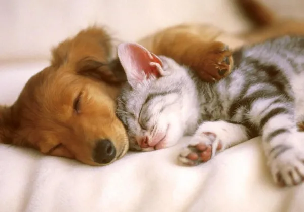 Mastering Puppy Socialization: Expert Tips for Positive Dog-to-Dog Interaction
